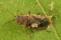 Emblethis denticollis