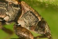 Emblethis denticollis