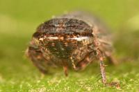 Goniagnathus brevis