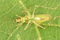 Dicyphus epilobii