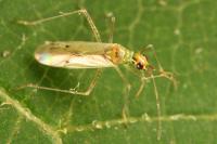 Dicyphus epilobii