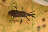 Dicranocephalus albipes