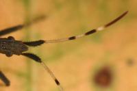 Dicranocephalus albipes