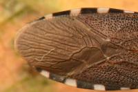 Dicranocephalus albipes