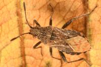 Stictopleurus punctatonervosus