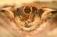 Stictopleurus punctatonervosus