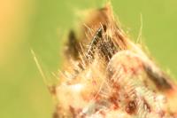 Stictopleurus punctatonervosus