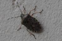 Rhaphigaster nebulosa