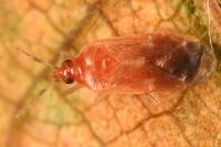 Cardiastethus fasciiventris