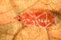 Cardiastethus fasciiventris