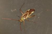 Adelphocoris lineolatus