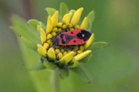 Melanocoryphus albomaculatus