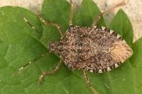 Halyomorpha halys