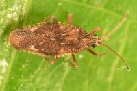 Physatocheila dumetorum