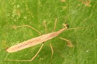 Berytinus hirticornis