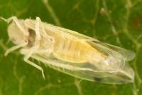 Linnavuoriana decempunctata