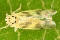 Linnavuoriana decempunctata