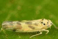 Linnavuoriana decempunctata