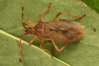 Gonocerus acuteangulatus