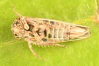 Dryodurgades antoniae