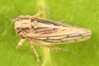 Dryodurgades antoniae