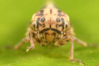 Dryodurgades antoniae