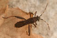 Camptopus lateralis