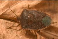 Nezara viridula