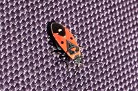 Melanocoryphus albomaculatus