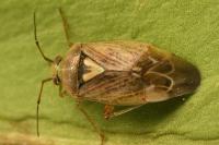 Lygus rugulipennis