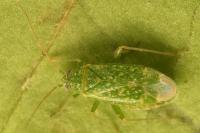 Orthotylus flavosparsus