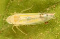 Ribautiana tenerrima