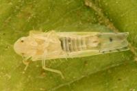 Ribautiana tenerrima