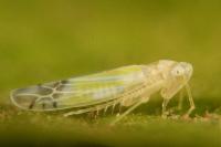 Ribautiana tenerrima