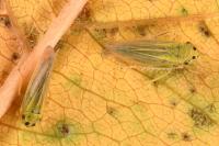 Cicadula albingensis