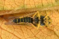 Cicadula albingensis