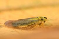 Cicadula albingensis