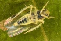 Linnavuoriana sexmaculata