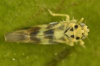 Linnavuoriana sexmaculata