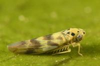 Linnavuoriana sexmaculata