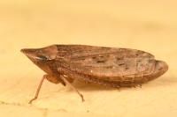 Aphrodes makarovi