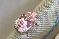 Carpocoris purpureipennis