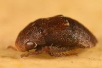 Penthimia nigra