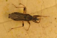 Himacerus major