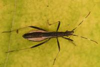 Micrelytra fossularum