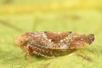 Hishimonus