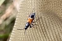 Pterotmetus staphyliniformis