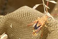 Stictopleurus abutilon