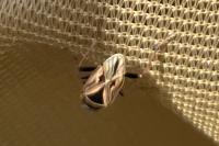 Xanthochilus quadratus