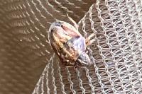 Neottiglossa leporina